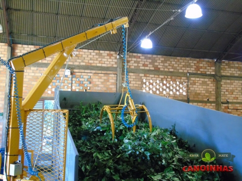 Processamento de erva-mate na fábrica.
