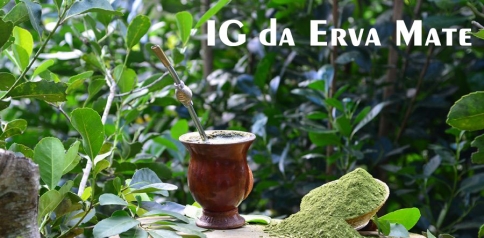 Epagri está finalizando processo para solicitação de IG da erva-mate do Planalto Norte